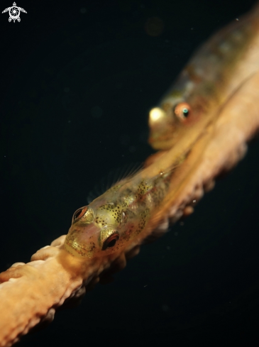 A Whip Coral Goby | Gobies