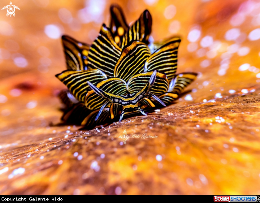 A Tiger Butterfly Sea Slug - Nudibranch