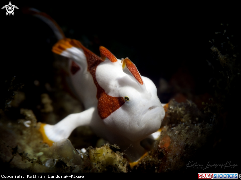 A Baby Clown Frogfish