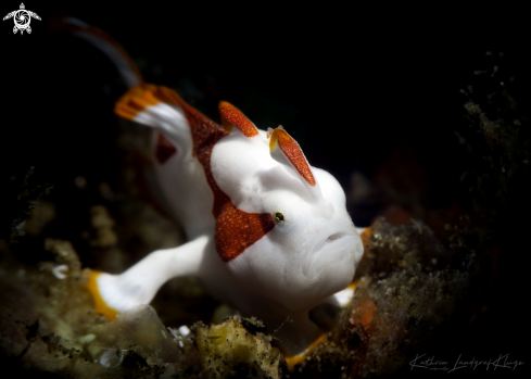 A Baby Clown Frogfish