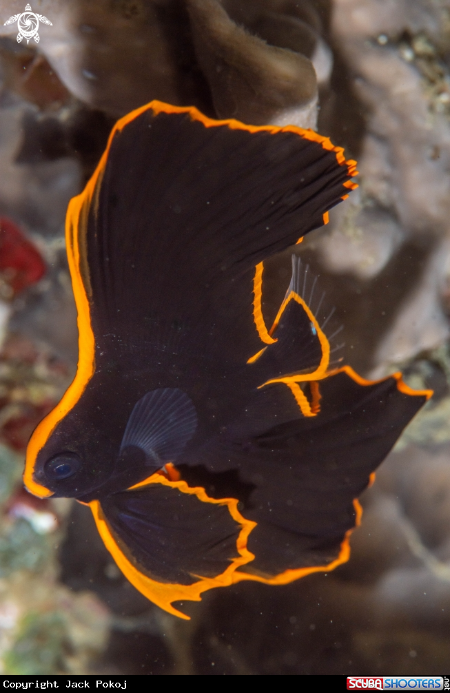 A Juvenile, Pinnate spadefish