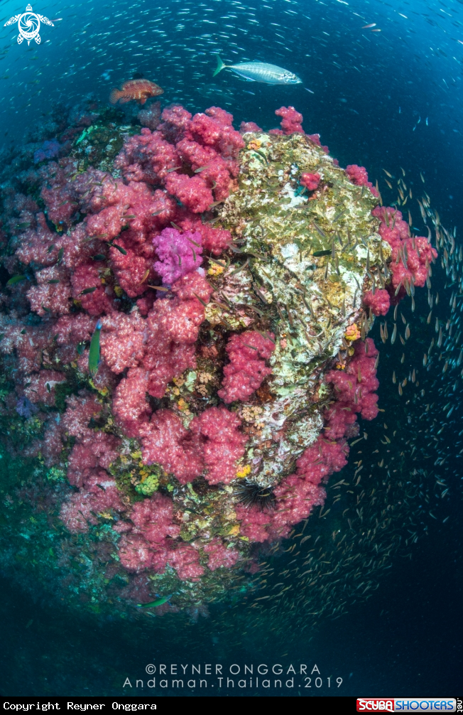 A Soft Corals