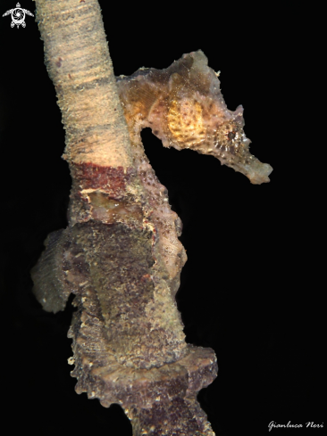 A Hippocampus hippocampus | Seahorse