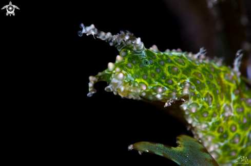 A Petalifera ramosa | Nudibranch