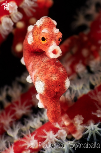 A Hippocampus bargibanti | Pigmy seahorse