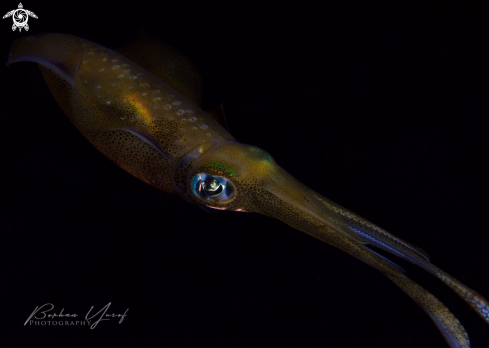 A Sepioteuthis sepioidea | Reef Squid