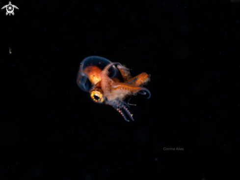 A Tremoctopus | larval blanket octopus