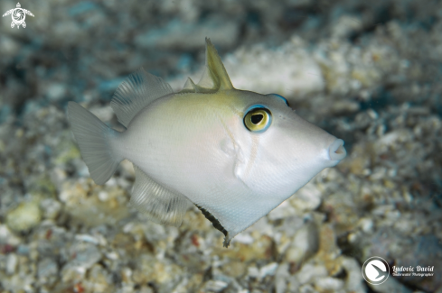 A Sufflamen bursa | Scythe Triggerfish