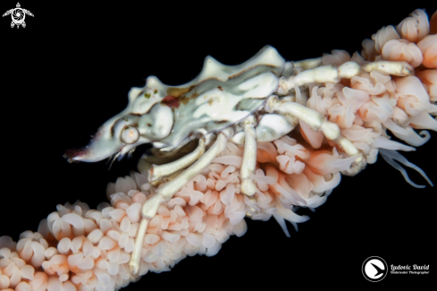 A Xenocarcinus tuberculatus (female) | Wire Coral Crab