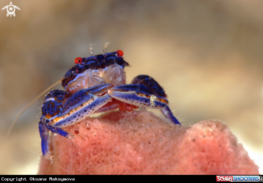 A Blue sponge porcelain crab (Aliaporcellana sp.) Lembeh, Indonesia 