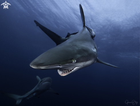 A carcharhinus limbatus | Oceanic Blacktip