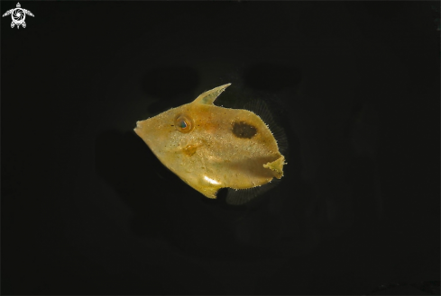 A filefish