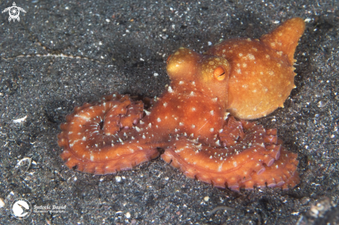 A Callistoctopus luteus | Starry Night Octopus