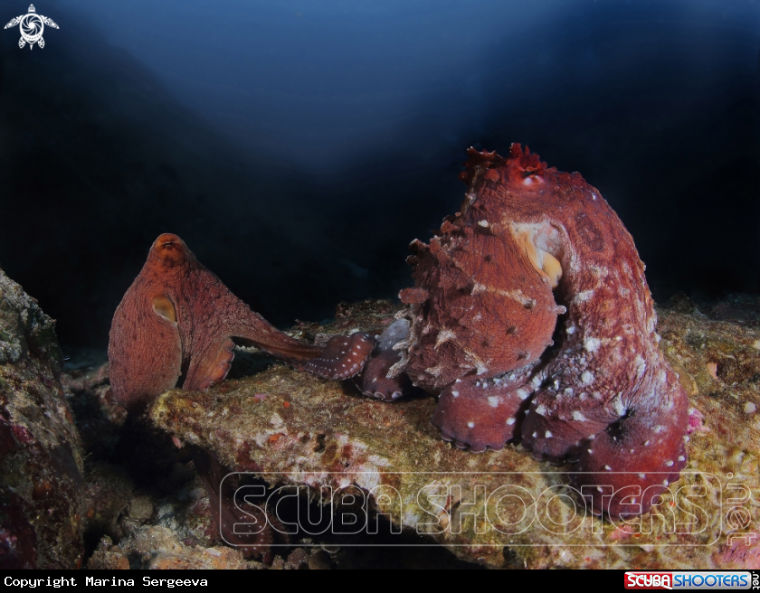 A Red octopuses