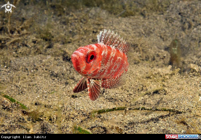 A big eye red fish