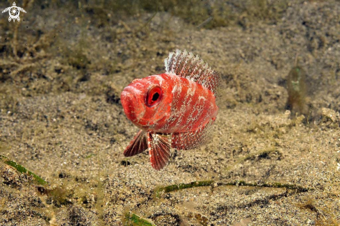 A big eye red fish