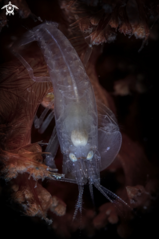 A  snapping shrimp  