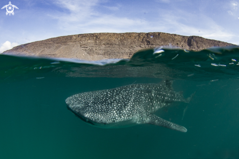 A Rhincodon typus | Whale shark