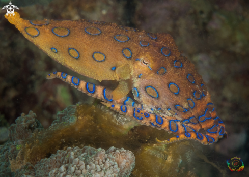 A Hapalochlaena lunulata | Blue-ringed octopus