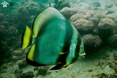 A Longfin spadefish