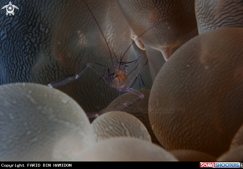A Bubble Coral Shrimp(Vir philippinensis)