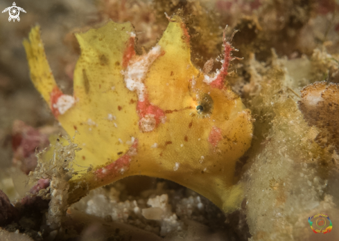 A Nudiantennarius subteres | Occelated frogfish