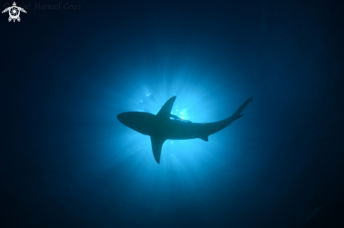 A Carcharhinus limbatus | Blacktip Shark