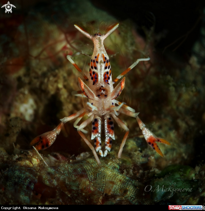 A Spiny tiger shrimp (Phyllognathia