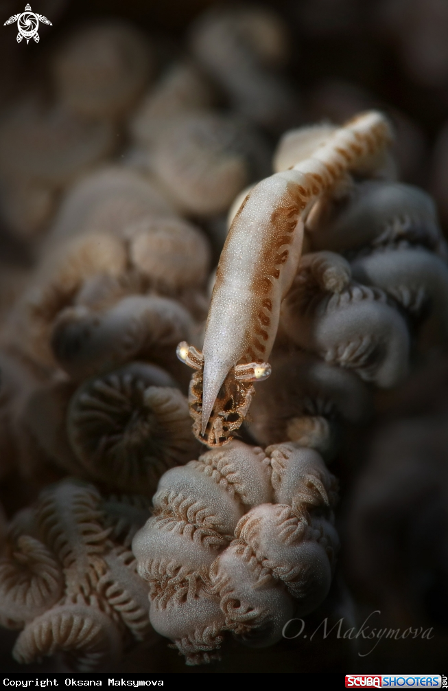A Shrimp  Hippolyte tenuicarpus