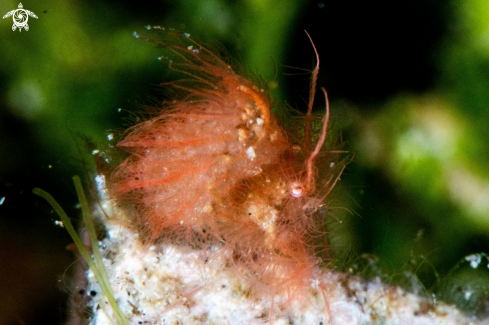 A Algae shrimp