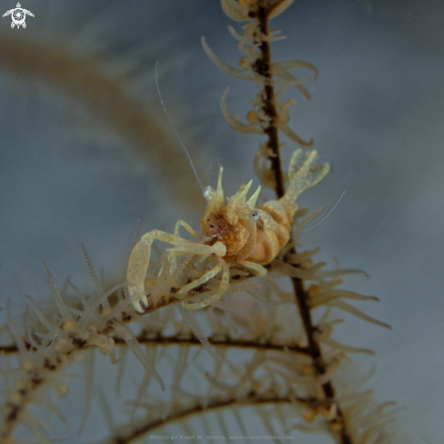 A Dasycaris zanzibarica | Sansibar Shrimp