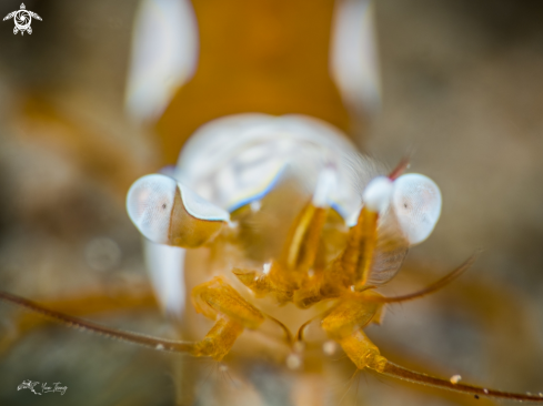 A Thor Amboinensis | Shrimp