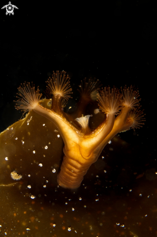 A Staurozoa  sp. | Stalked jellyfish