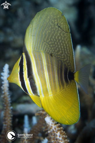 A Zebrasoma veliferum | Pacific Sailfin Tang