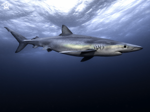A prionace glauca | Blue Shark