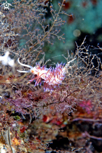 A Cratena Peregrina | nudibranch