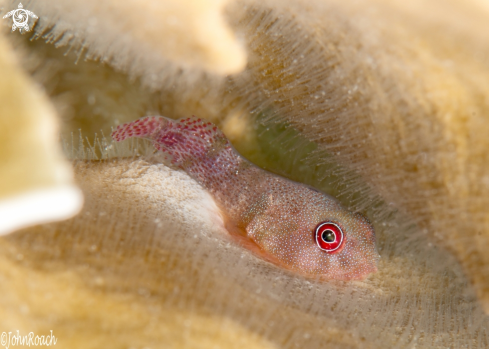 A Acyrtus artius | Papillate Clingfish 