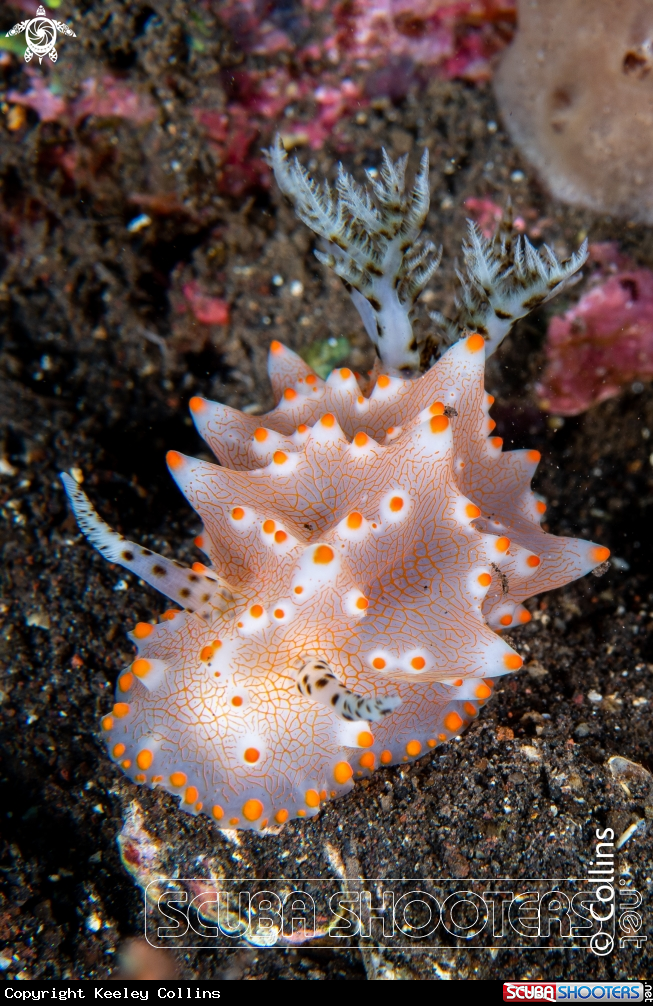 A Very cool sea slug
