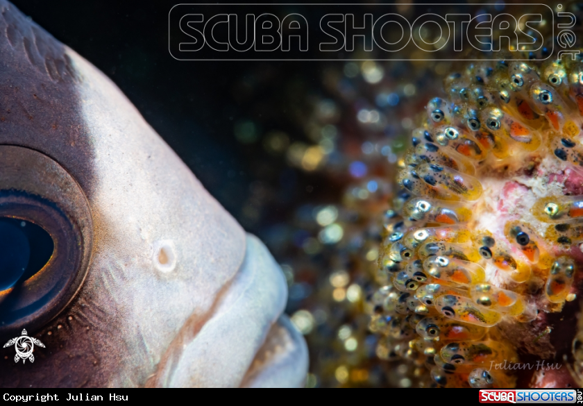 A Anemonefish and eggs
