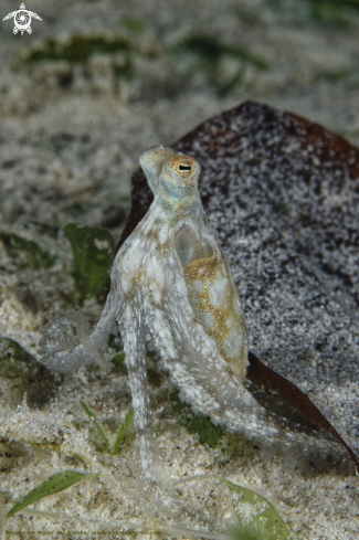 A Long arm octopus