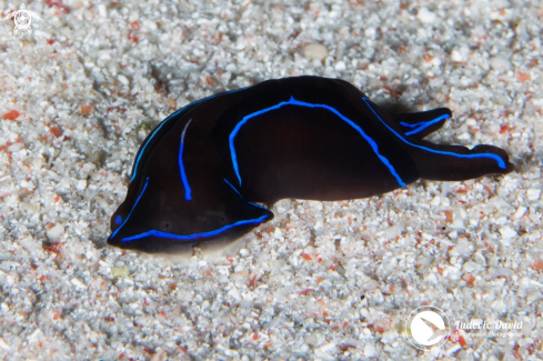 A Chelinodura varians | Blue Velvet Headshield Slug