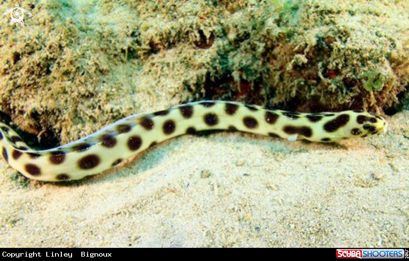 A Ocellated Snake Eel