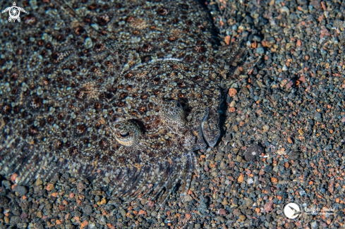A Bothus pantherinus | Leopard Flounder