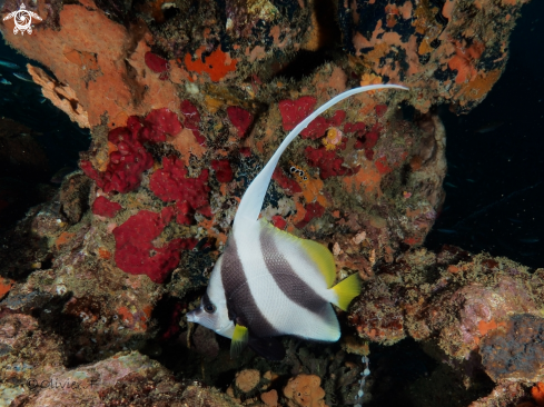 A Heniochus acuminatus  | Longfin bannerfish and P. ocellata 
