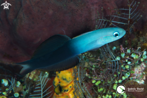 A Ptereleotris evides | Twotone Dartfish