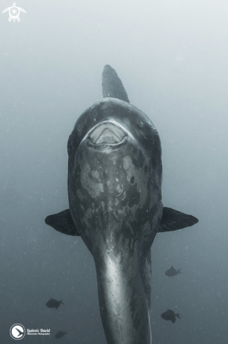 A Mola alexandrini | Sunfish