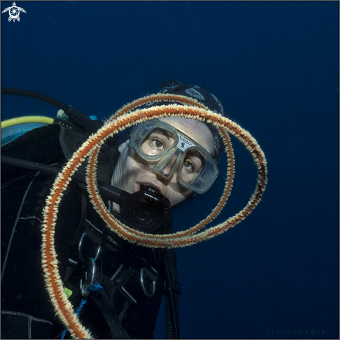 A Homo sapiens, Stichopathes sp. | Diver with brown spiral wire coral