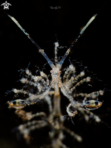 A Caprella Sp. | Skeleton Shrimp