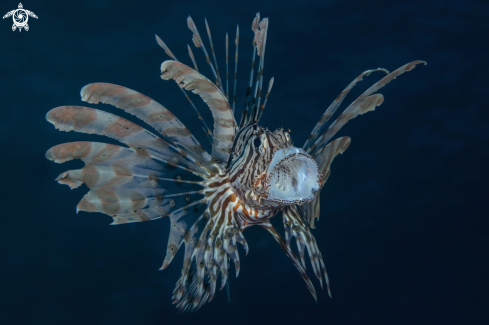 A lionfish | lionfish