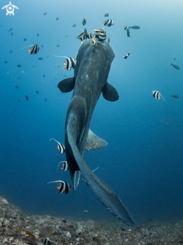 A Mola alexandrini |  Bump-Head Sunfish